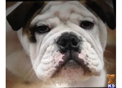 English Bulldog