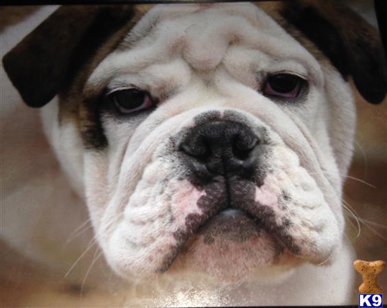 a close up of a english bulldog dog