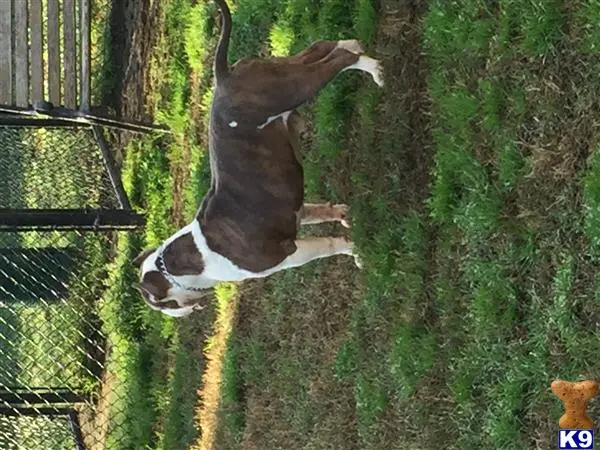 American Bully stud dog