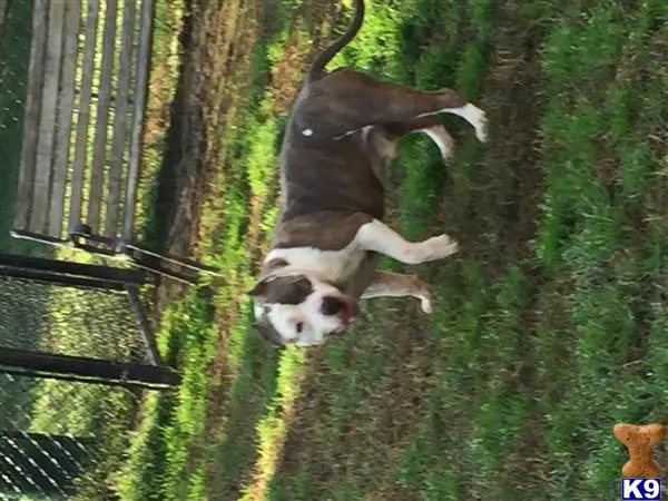 American Bully stud dog