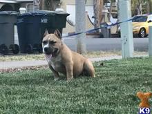 american bully puppy posted by uppercountybullies