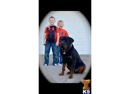 Rottweiler