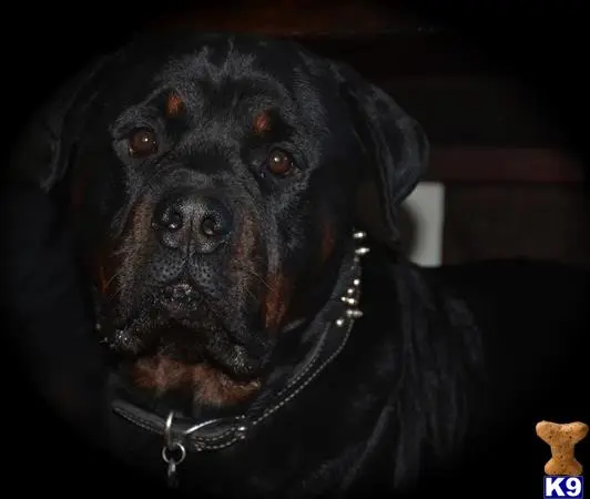 Rottweiler stud dog