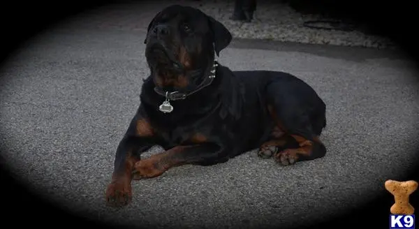 Rottweiler stud dog