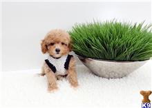 maltipoo puppy posted by urbanpuppies2