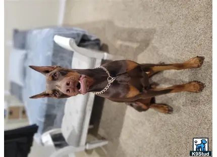 Doberman Pinscher stud dog: a doberman pinscher dog with a chain on its neck