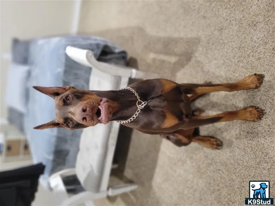 Doberman Pinscher stud dog: a doberman pinscher dog with a chain on its neck