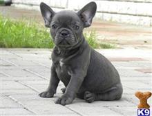 french bulldog puppy posted by ursmantabe