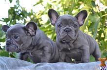 french bulldog puppy posted by ursmantabe