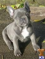 french bulldog puppy posted by ursmantabe