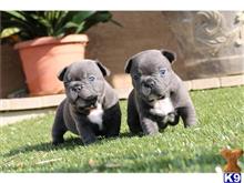 french bulldog puppy posted by ursmantabe