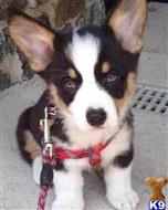 pembroke welsh corgi puppy posted by ursmantabe