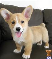 pembroke welsh corgi puppy posted by ursmantabe
