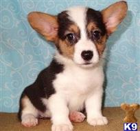 pembroke welsh corgi puppy posted by ursmantabe