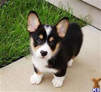 pembroke welsh corgi puppy posted by ursmantabe