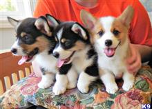 pembroke welsh corgi puppy posted by ursmantabe