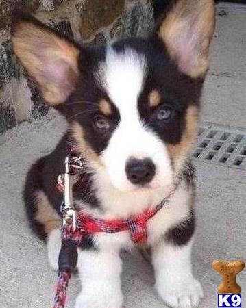 corgi puppies for sale sacramento pembroke corgi puppy for sale stave 8 months corgi puppies for sale sacramento pembroke corgi puppy for sale stave 8 months