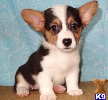 corgi puppies for sale sacramento pembroke corgi puppy for sale corgi 6 months corgi puppies for sale sacramento pembroke corgi puppy for sale corgi 6 months