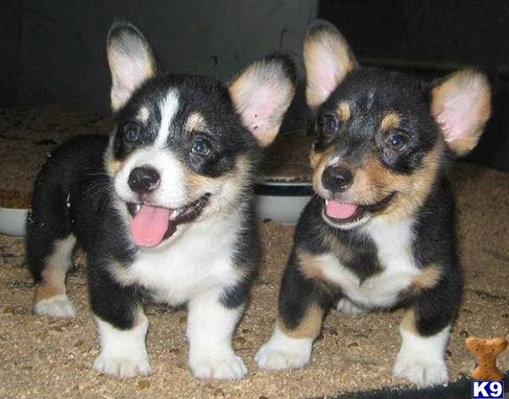 corgi puppies for sale sacramento pembroke corgi puppy for sale randy 7 months corgi puppies for sale sacramento pembroke corgi puppy for sale randy 7 months