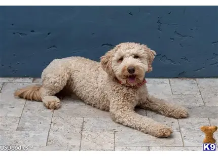 a goldendoodles dog lying on the ground