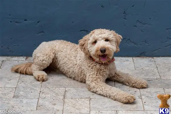 Goldendoodles stud dog