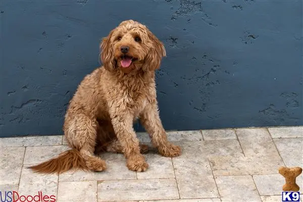 Goldendoodles stud dog