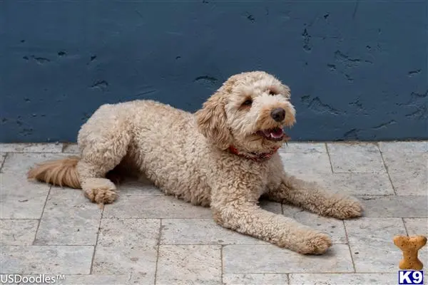 Goldendoodles stud dog