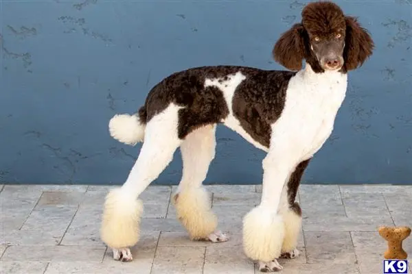 Poodle stud dog