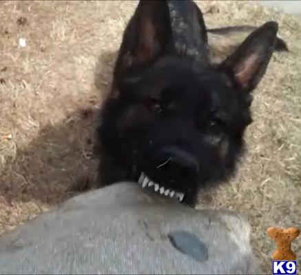 ustopk9 Picture 1
