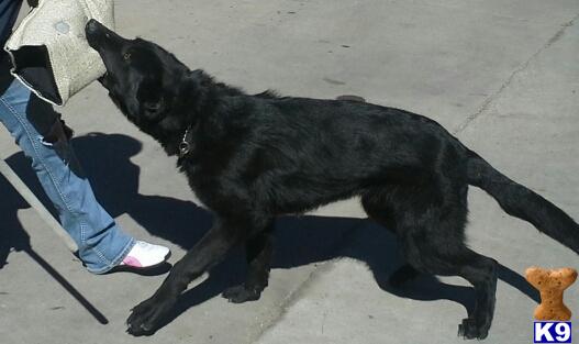 ustopk9 Picture 2