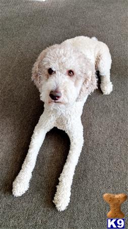 Poodle