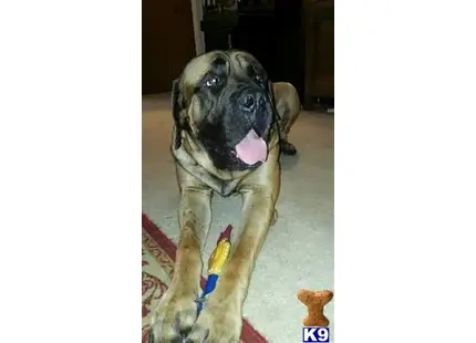 Bullmastiff