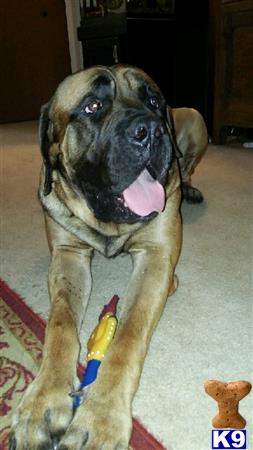 a bullmastiff dog with a leash