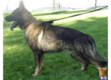 a german shepherd dog standing on grass