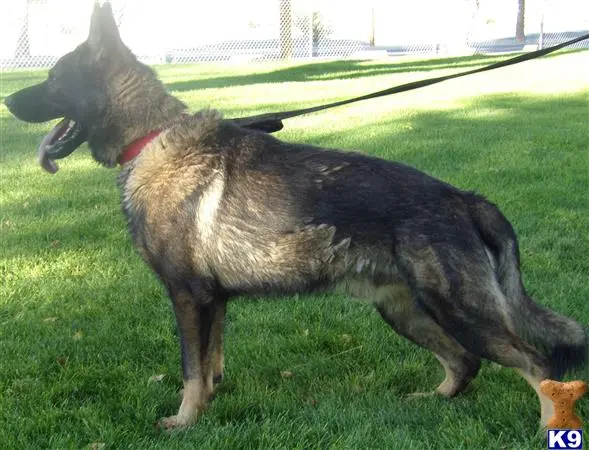 German Shepherd stud dog