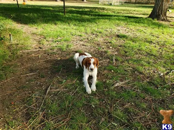 Brittany stud dog