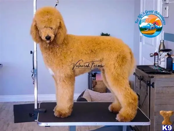 Poodle stud dog