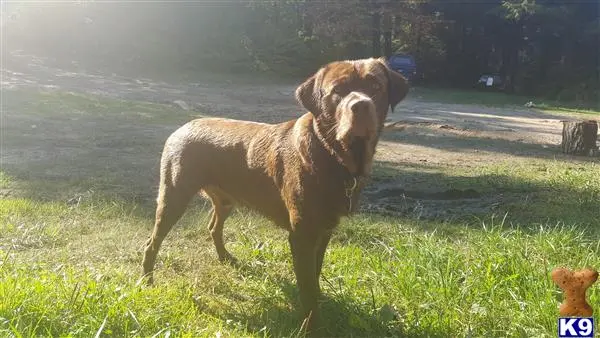 Labrador Retriever stud dog