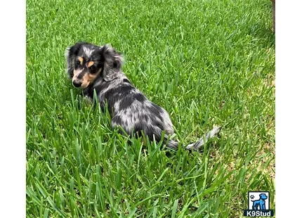 Dachshund