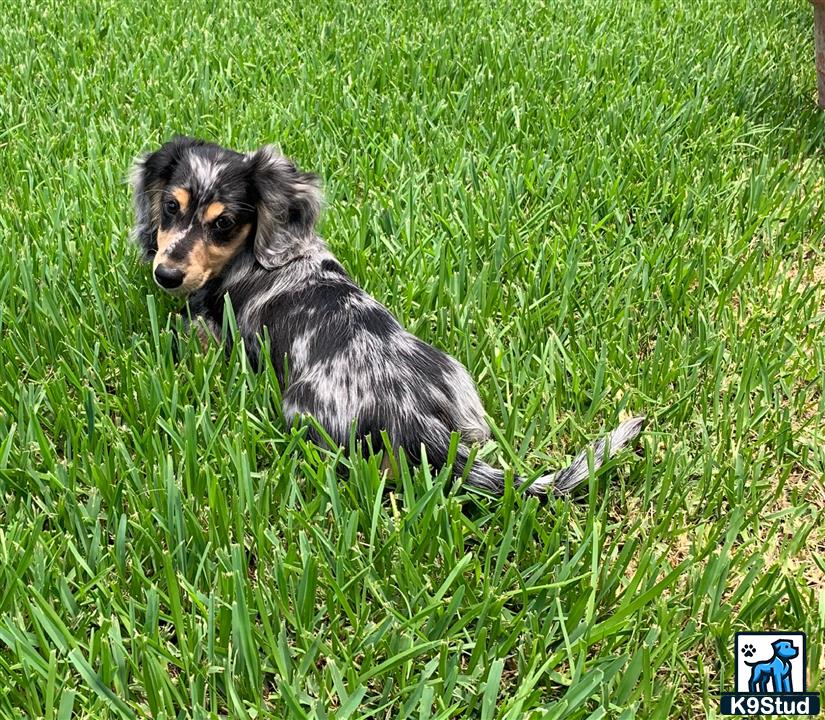 a dachshund dog sitting in the grass