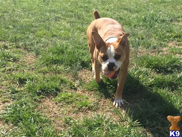 Valley Bulldog stud dog