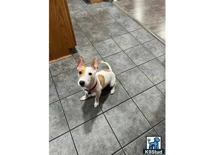 a jack russell terrier dog sitting on a tile floor