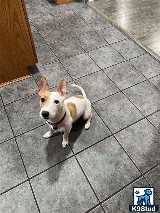 a jack russell terrier dog sitting on a tile floor