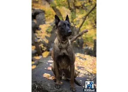 a belgian malinois dog sitting on a rock