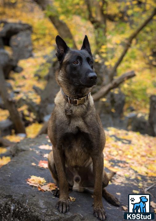 a belgian malinois dog sitting on a rock