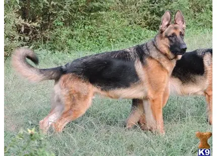 German Shepherd puppy for sale: a couple of german shepherd dogs playing in the grass