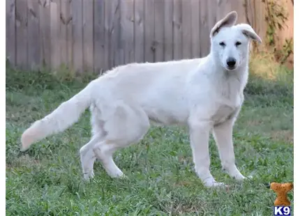 German Shepherd puppy for sale: a white german shepherd dog standing in grass