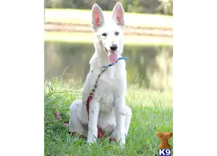 German Shepherd puppy for sale: a german shepherd dog sitting in the grass