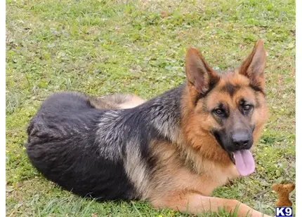German Shepherd puppy for sale: a german shepherd dog lying in the grass