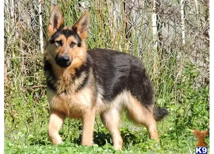 German Shepherd puppy for sale: a german shepherd dog standing in grass